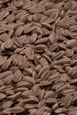 "Semillas de girasol", instalación, Ai Weiwei, 2010