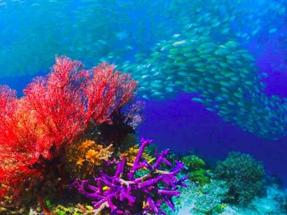 A causa del cambiamento climatico il livello del mare si sta alzando e gli oceani stanno diventando più poveri di ossigeno e di biodiversità