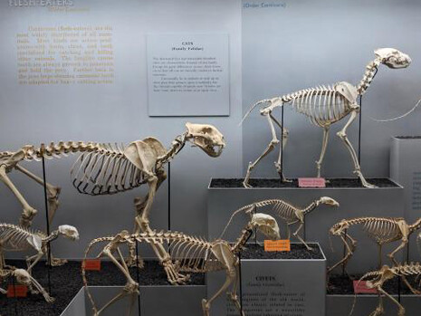 Bone Hall. Courtesy of Smithsonian's National Museum of Natural History