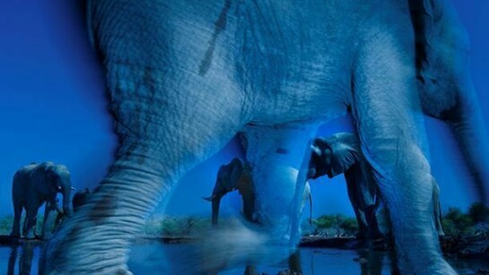 Essence of elephants, Greg du Toit (South Africa), © Greg du Toit/ Wildlife Photographer of the Year