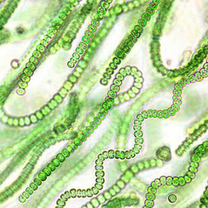 Modifica genetica dei cianobatteri: una rivoluzione nel settore Alimentare