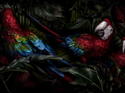 Mario Testino, Ara chloropterus, Brazil, 2022. Courtesy of Hamiltons Gallery