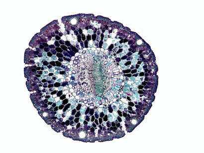 Uma célula é vista sob um microscópio