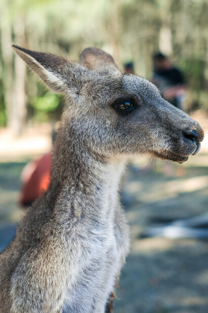 My first kangaroo