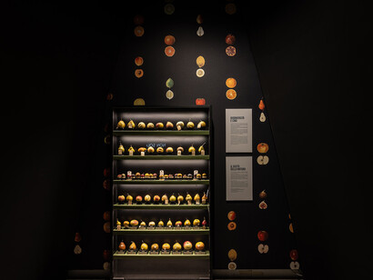 In praise of diversity. Journey through italian ecosystems, exhibition view. Courtesy of Palazzo Esposizioni Roma 