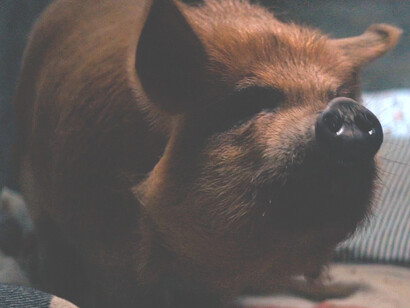 Pig follows a truffle forager whose beloved truffle-finding pig goes missing