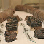 Mastodon Collection. Courtesy of Muzej Velenje