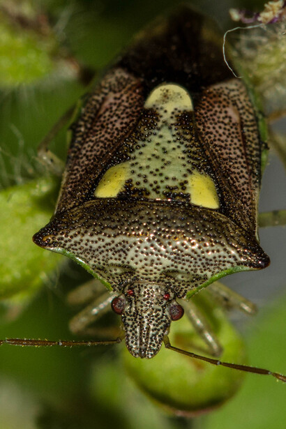 Shield bug (Pentatomoidea) © Karthik R Bhat