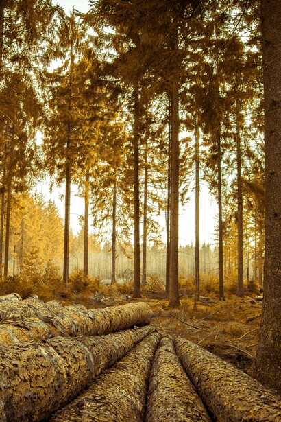Deforestazione: "Il risultato è l’evidente crisi ecologica che sta attraversando il nostro Pianeta. Tutto cambia e in peggio"