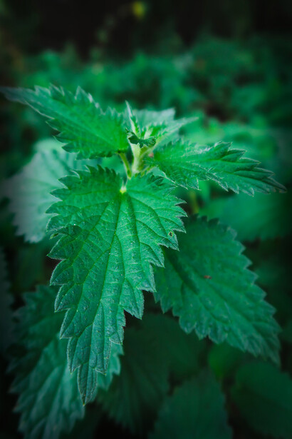 Plantes médicinales. L’Homme se soigne ainsi depuis toujours