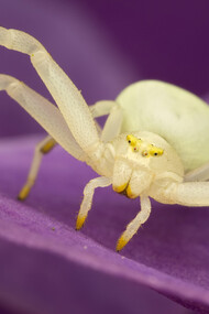 Crab Spider - (Misumena vatia)