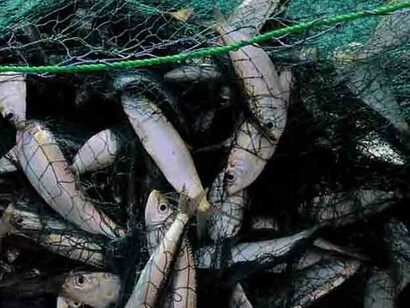 Il nostro attuale sistema di pesca è insostenibile