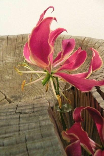 Flowers Planet