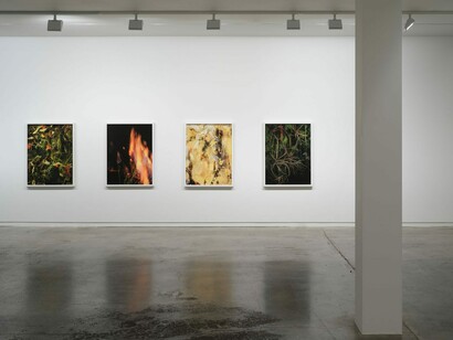 Ann Shelton, i am an old phenomenon, exhibition view. Courtesy of Two Rooms