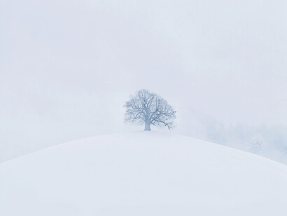 Solitario árbol en la cima de una colina cubierto de nieve