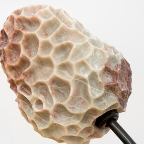 But both are sensitive. Courtesy of Projet Pangée