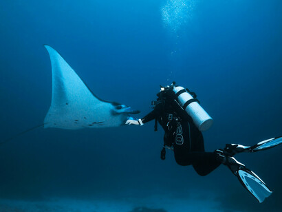 A shark glides past a diver in the waters of Fuvahmulah, South Province, Maldives
