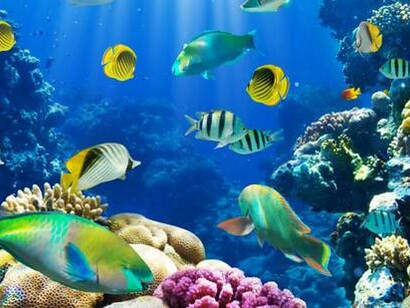 Ogni genere di pesca eccessiva minaccia gli habitat oceanici e la biodiversità
