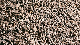 Cominda era uma mulher muito bonita, de pele morena, os cabelos de sal, mas, no seu âmago, vivia uma escura tristeza (ela olhava-me esbugalhado como se soubesse que o sonho ainda vivia em mim)