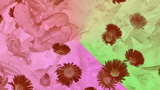 Pitti Immagine Fragranze, giunta alla 19ma edizione