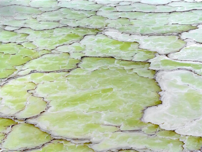 Diane Tuft, Vestige (detail), 2024. Courtesy of Leila Heller Gallery
