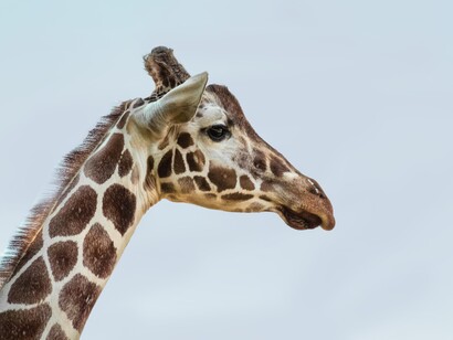 Gli adulti, con un peso massimo di 1200 chilogrammi possono raggiungere 6 metri di altezza