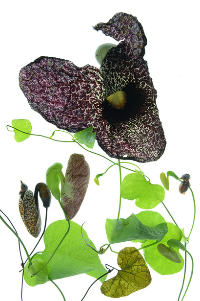 Seeds of the Land. Courtesy of Israel Museum