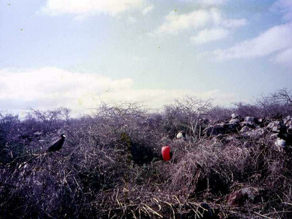 Galápagos, Fregate magnifiche
