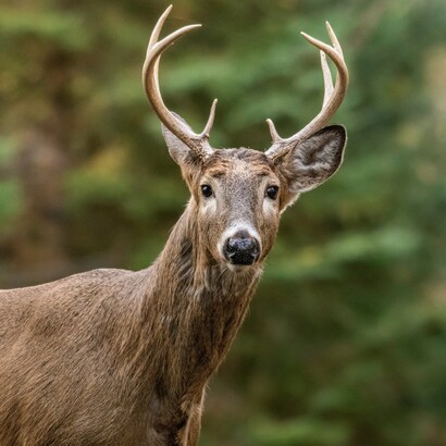 Nella natura, la vulnerabilità può diventare prova di valore: resistere con un “fardello” estetico è un messaggio implicito alle femmine: “Se sopravvivo così, i miei geni sono ottimi”