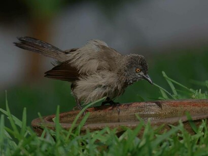 Brown Babbler bathing in water pot at Hotel Bakotu, Gambia (c) Gehan de Silva Wijeyeratne