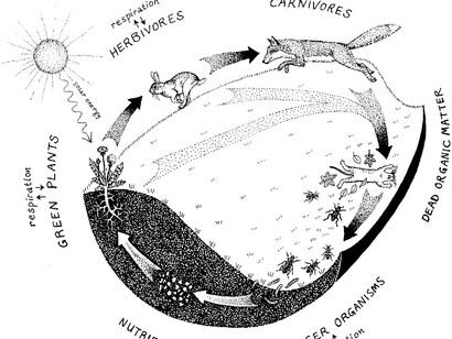 Vita e Natura. Una visione sistemica