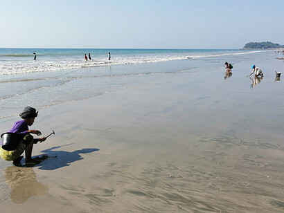 San Maria Bay (Dawei), Donne che battono un martelletto sulla battigia per catturare i molluschi che abitano sotto la sabbia