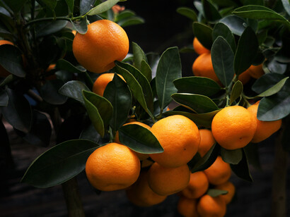 Wild oranges