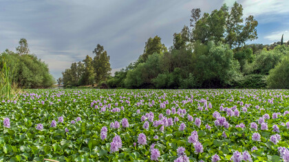 Laguna cubierta por camalotes