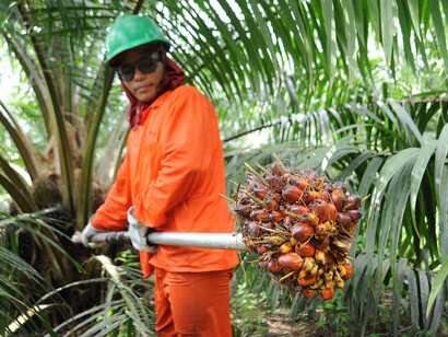 La explotación que sufren los trabajadores en las plantaciones indonesias ha sido denunciada por Amnistía Internacional