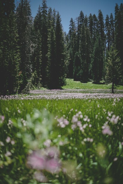 Gli alberi provvedono al sequestro diretto dell’anidride carbonica dall’atmosfera