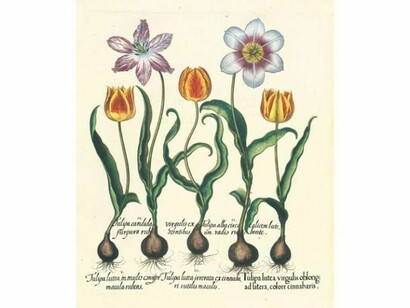 Pagine della versione facsimile del Besler