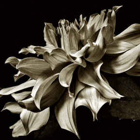 Floraphilia. Courtesy of Soho Photo Gallery 