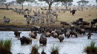 Singita Mara River Wildlife