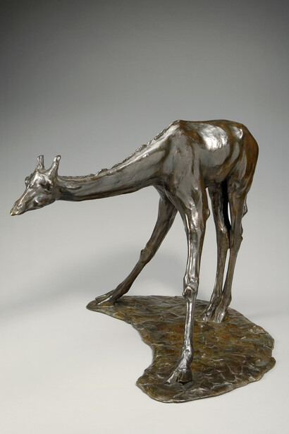 Rembrandt Bugatti
Italian, 1884‒1916
The Drinking Giraffe (Girafe en train de boire)
1907
Bronze
16 x 20 ¼ x 23 ¼ in. (40.6 x 51.4 x 59.1 cm)
Sidney and Lois Eskenazi Museum of Art, Arthur R. Metz Collection; Gift of the Arthur R. Metz Foundation