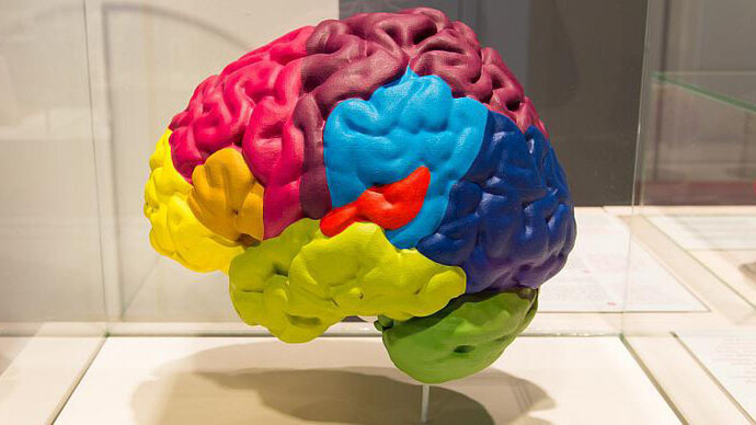 Gallery of Humankind. Courtesy of Royal Belgian Institute of Natural Sciences