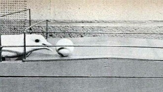 Immagine del 1950 relativa alla ricerca del Dr. B.F Skinner sulla teoria secondo cui la ricompensa è più efficace nel motivare le persone - o, in questo caso, i piccioni - a svolgere determinati compiti