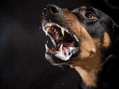 Rabbioso come un cane