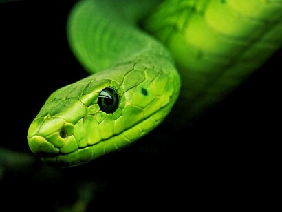A green-tinted snake has spotted his target and is armed to unsettle the peace