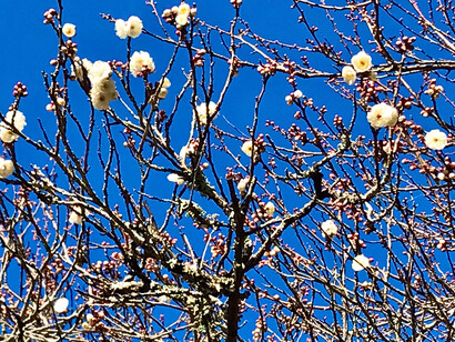 White plums, Atami Plum Garden, Shizuoka, Japan © Alma Reyes