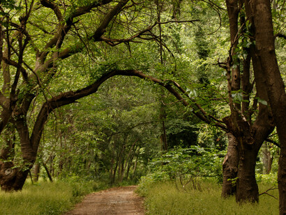 Bosque: hay una constante transformación en las etapas de desarrollo del conjunto, a la vez que indistintamente de cada etapa del sistema, individuos en el conjunto florecen y encuentran su propósito y la armonía con la vida