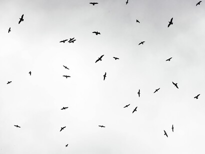 Aves