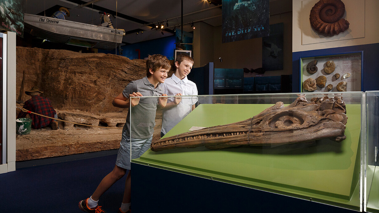 Ancient seas and reef, exhibition view. Courtesy of Queensland Museum Tropics