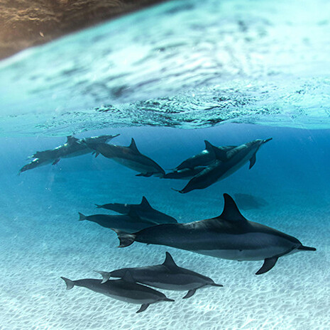 Golfinhos. Esta era a estagnação do tempo