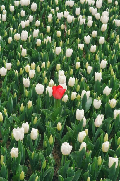 La historia demuestra que quienes se atreven a pensar distinto enfrentan rechazo inicial, pero terminan dejando huella en la humanidad